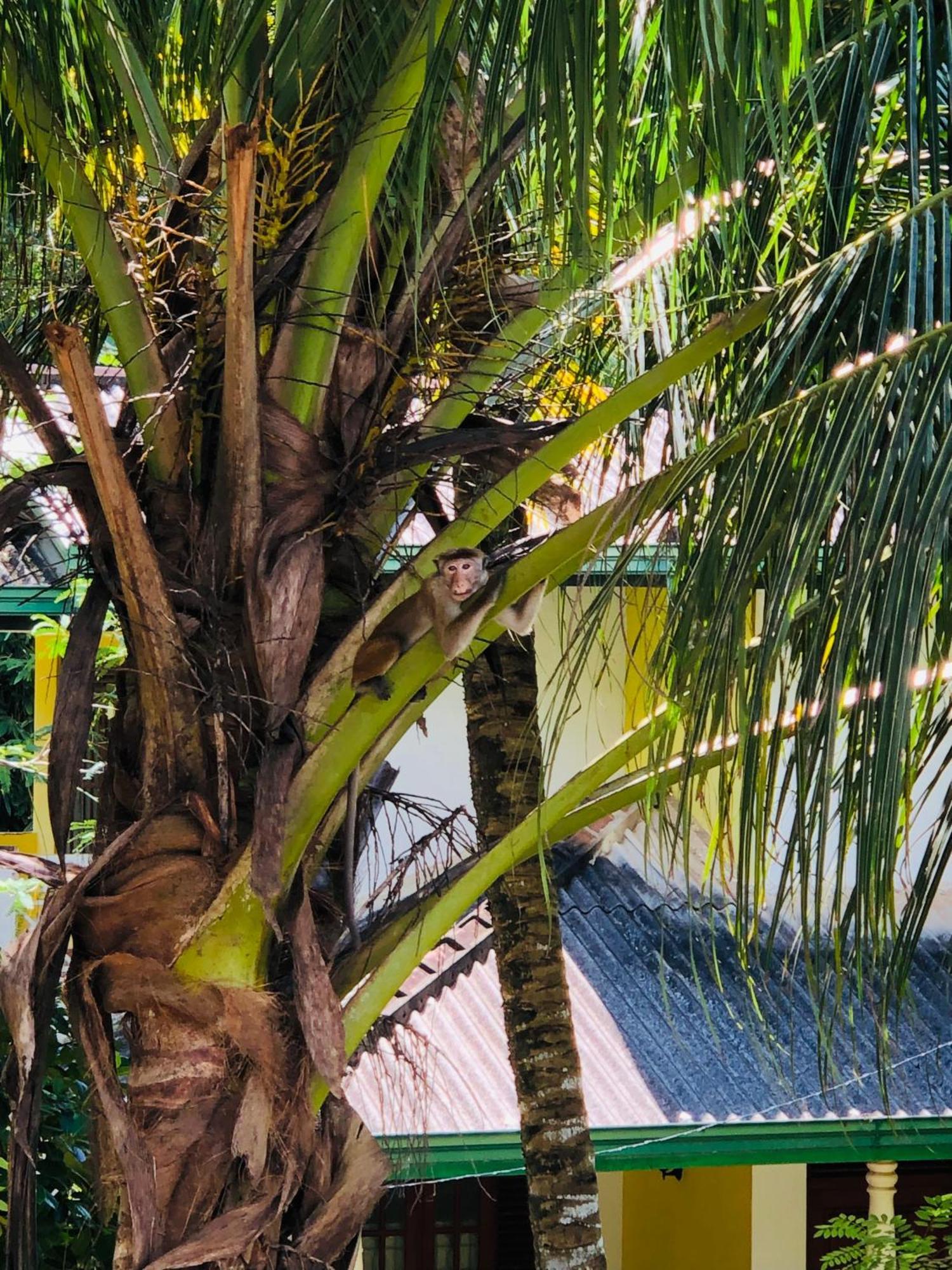 Devon Surf . Inn - Hiriketiya Dikwella Ngoại thất bức ảnh